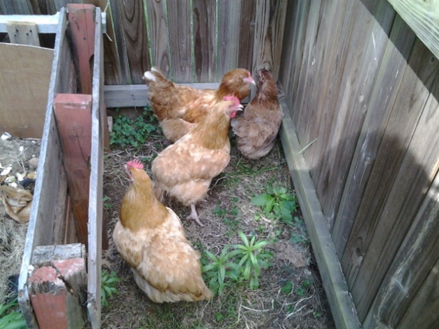 Four chickens.